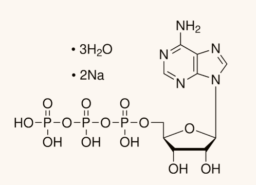 10519979001 ATP 腺苷-5′-三磷酸