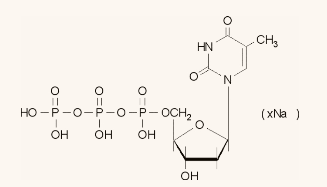 11969048001 dTTP 胸腺嘧啶核苷5′-三磷酸