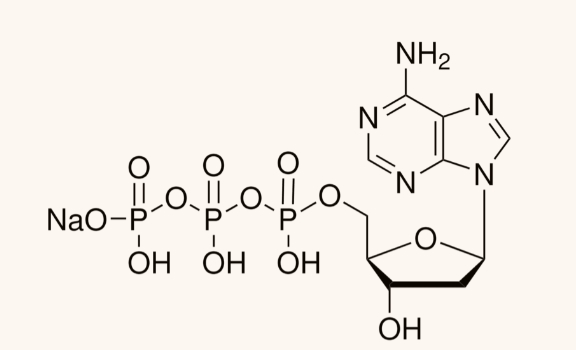 11969013001 dATP 2′-脱氧腺苷5′-三磷酸