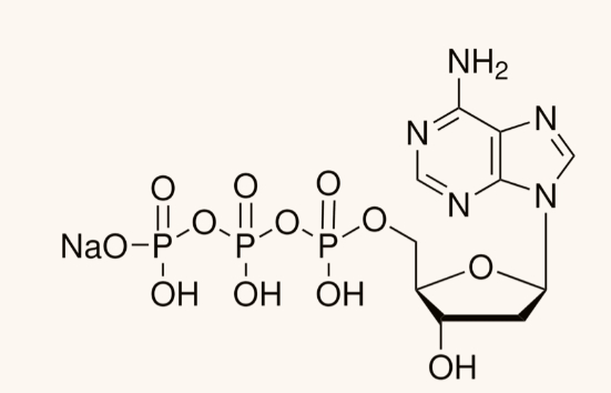 11934511001 dATP 2′-脱氧腺苷5′-三磷酸 钠盐