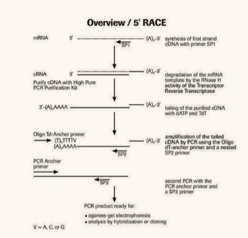 3353621001 5′/3′ RACE试剂盒