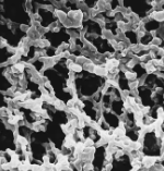 MF-Millipore 滤膜 孔径0.45 µm